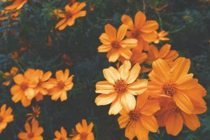 fiori arancio tisana naturale