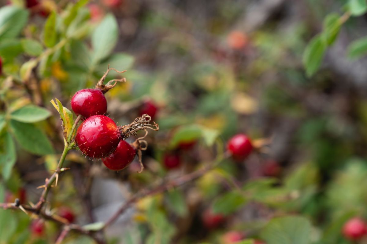 rosa canina tisana naturale