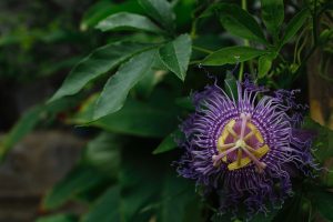 passiflora rilassante per ansia