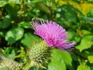 cardo mariano per depurare il fegato