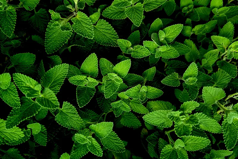 foglie di meta fresca verde brillante