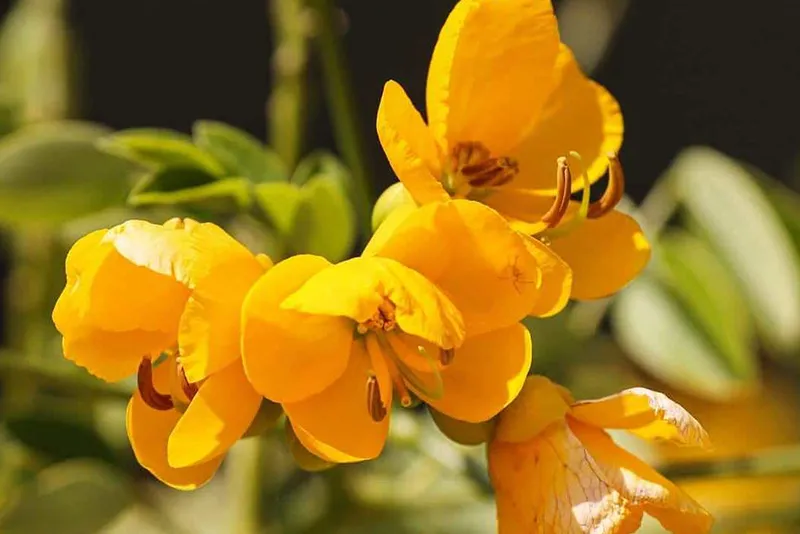 fiore giallo di senna