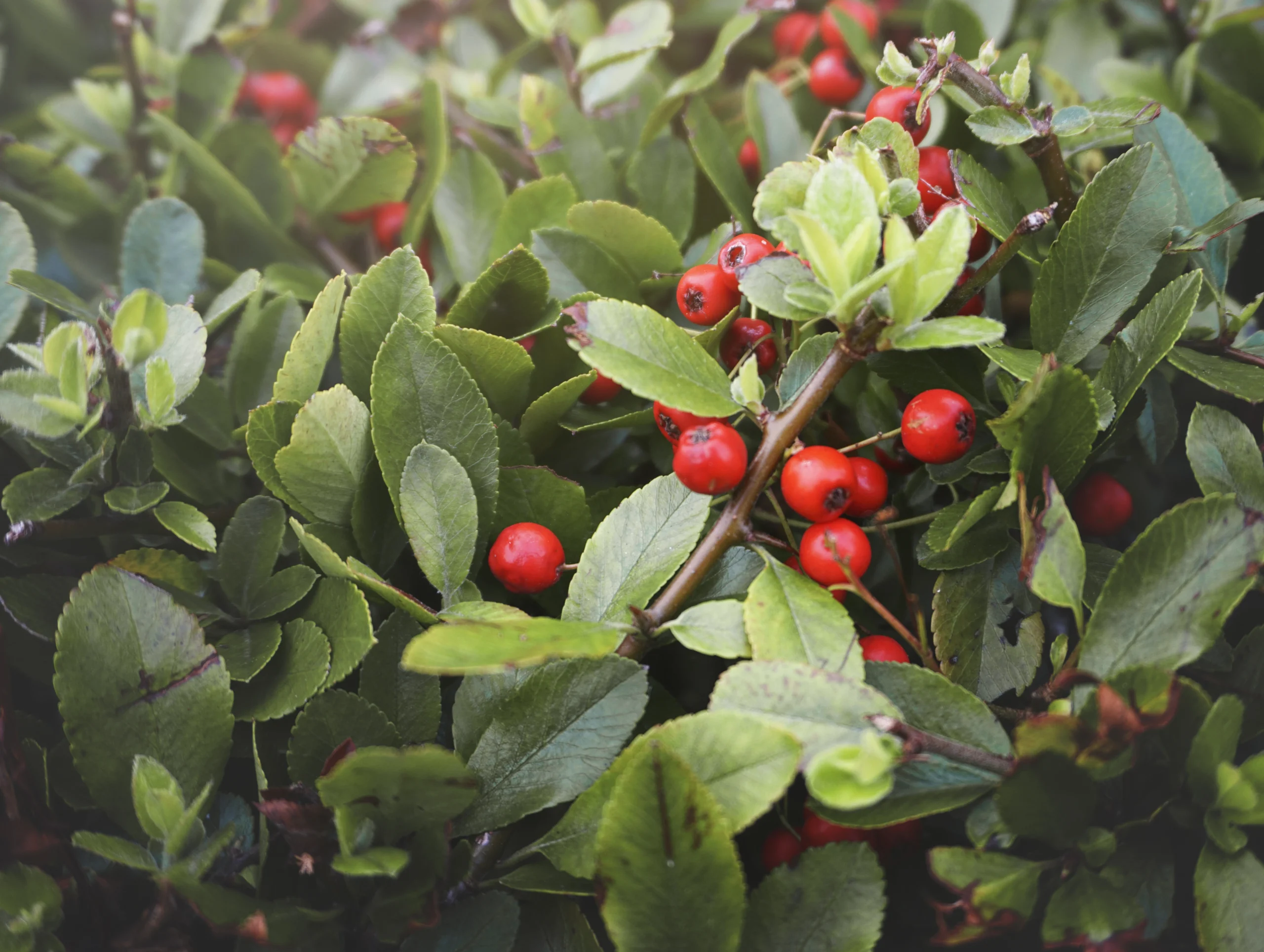 bacche di uva ursiva rosse e foglie verdi